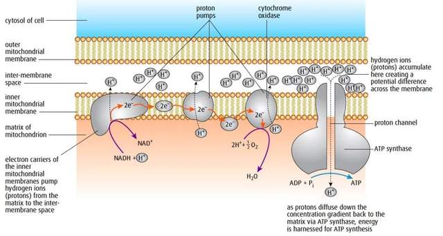 本周五就考的VCE生物,你们都准备好了吗?